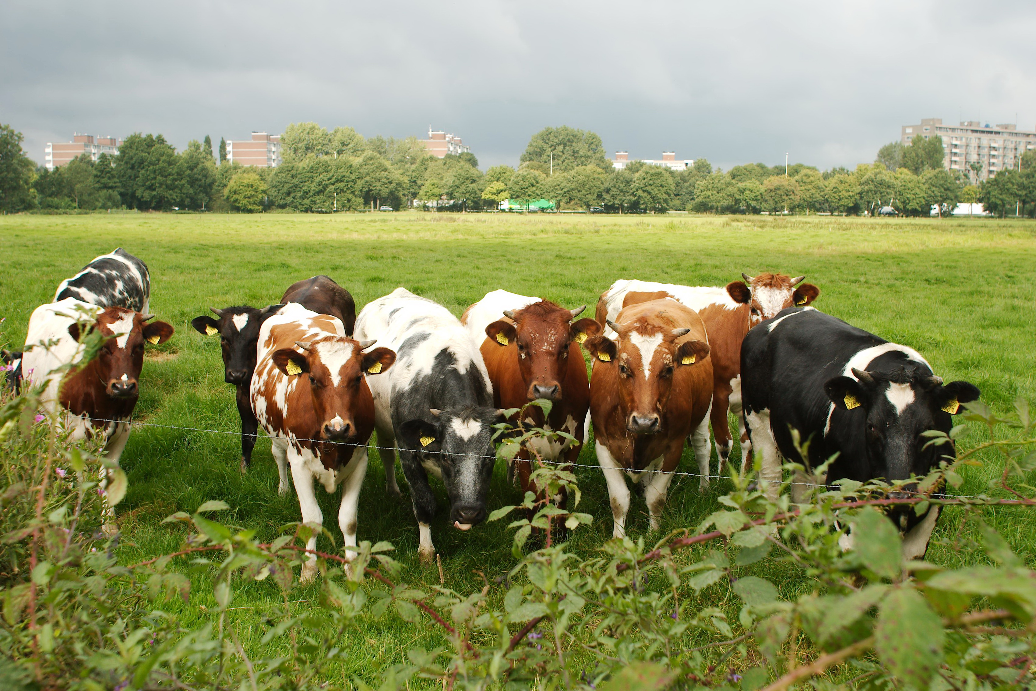 Opgraving Schammer Leusden - Nieuwsgierige dames